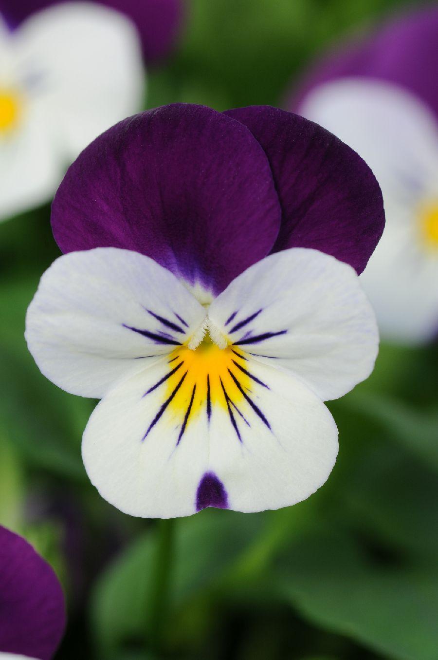 Viola Cornuta 'sorbet Xp Purple' - View 13 from www redcrocus com