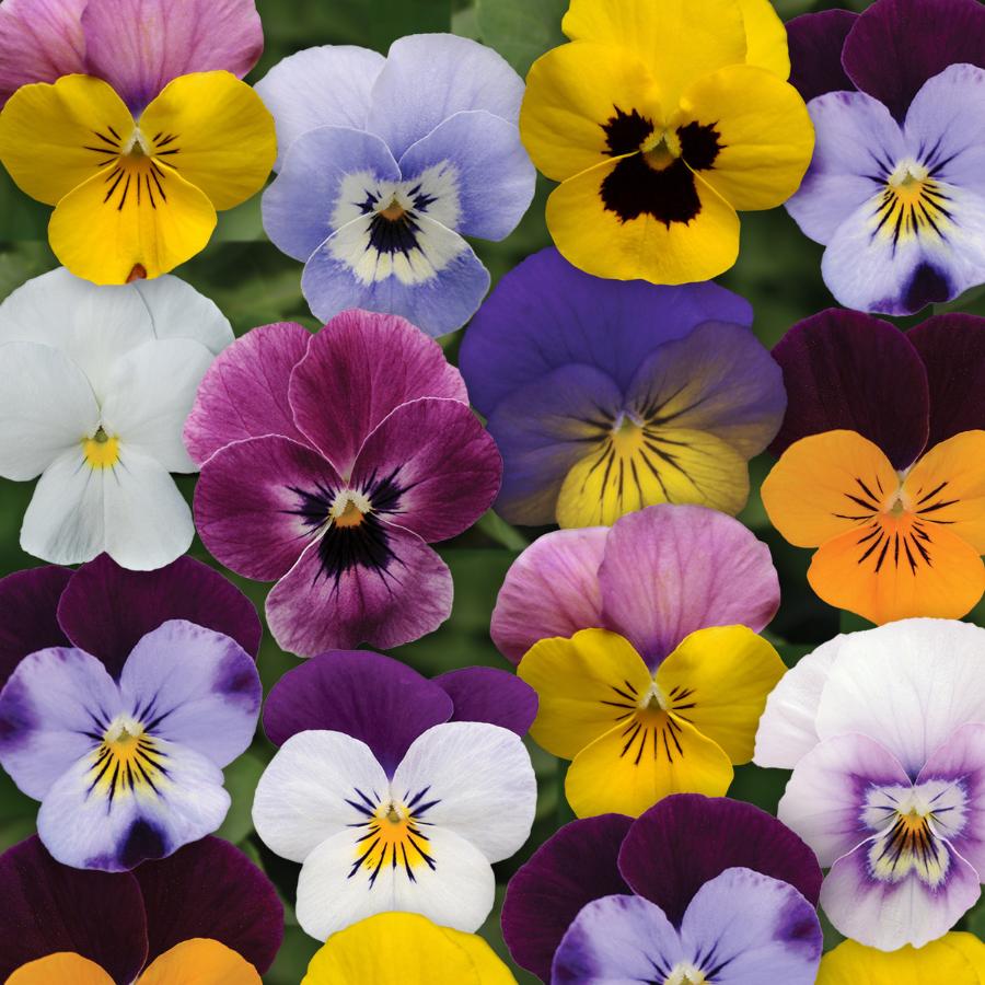 Viola Cornuta 'sorbet Xp Purple' - View 16 from www redcrocus com