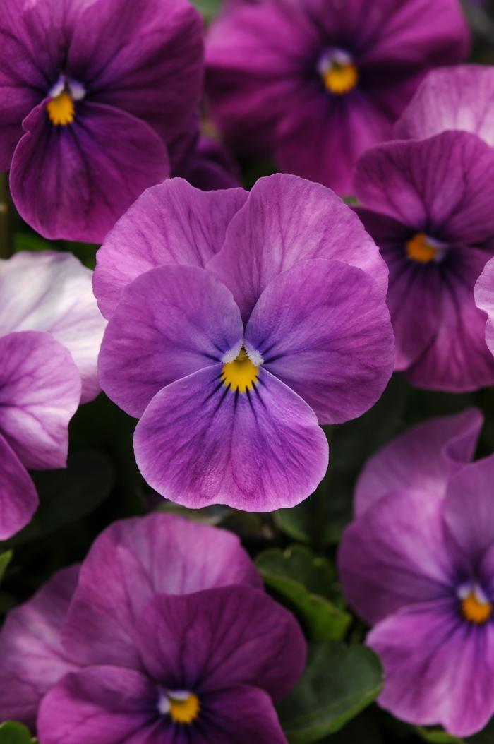 Viola Cornuta 'sorbet Xp Purple' - View 19 from www redcrocus com