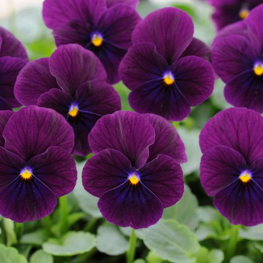Viola Cornuta 'sorbet Xp Purple' - View 1 from www redcrocus com