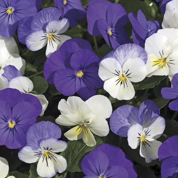 Viola Cornuta 'sorbet Xp Purple' - View 24 from www redcrocus com