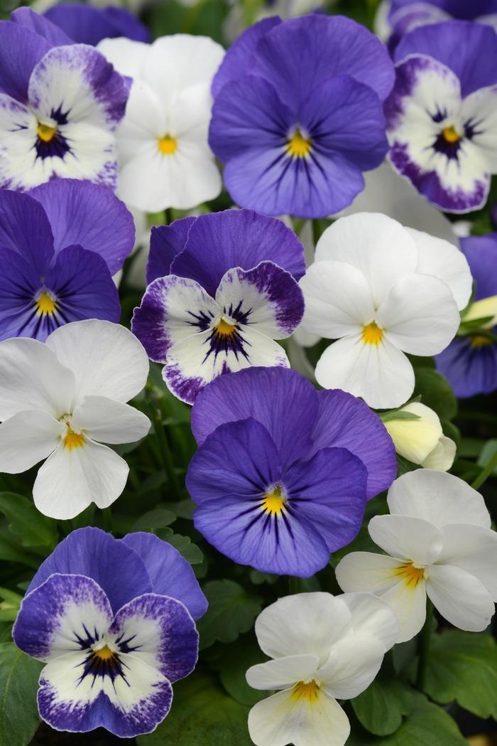 Viola Cornuta 'sorbet Xp Purple' - View 25 from www redcrocus com