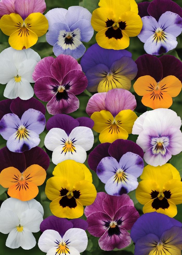 Viola Cornuta 'sorbet Xp Purple' - View 27 from www redcrocus com