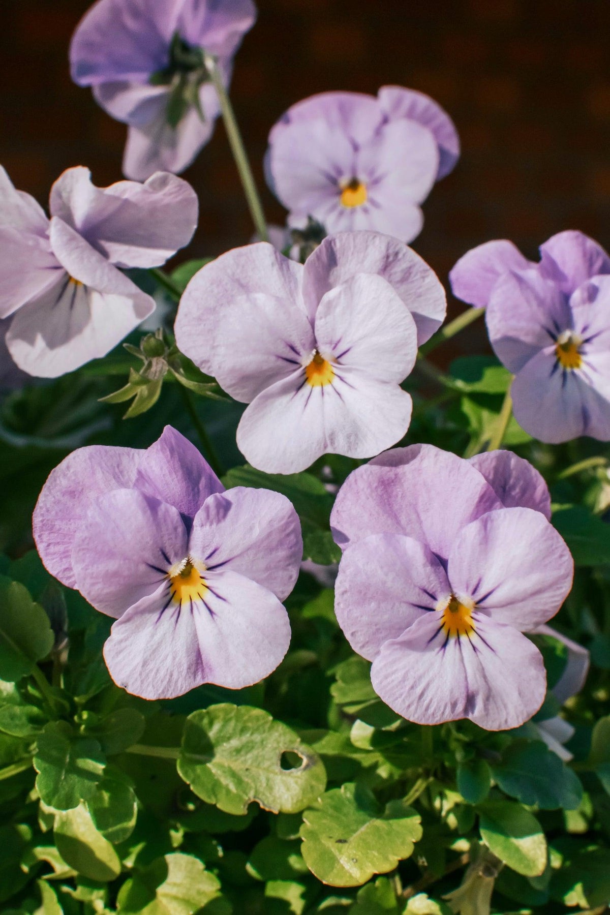 Viola Cornuta 'sorbet Xp Purple' - View 28 from www redcrocus com