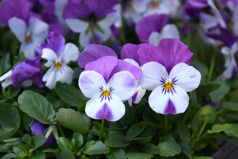 Viola Cornuta 'sorbet Xp Purple' - View 29 from www redcrocus com