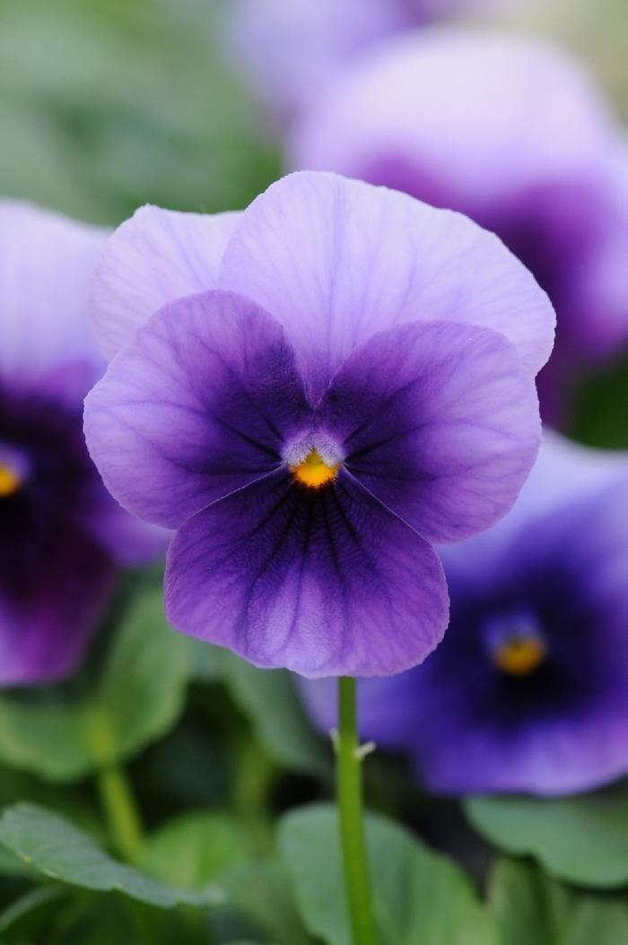 Viola Cornuta 'sorbet Xp Purple' - View 4 from www redcrocus com