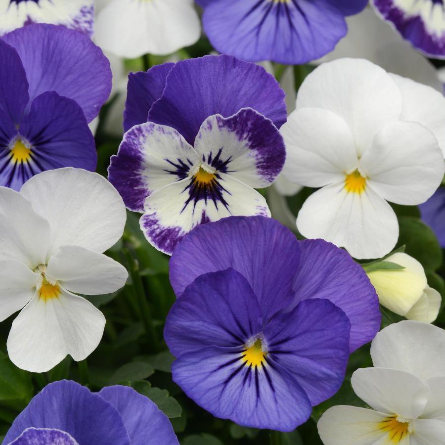 Viola Cornuta 'sorbet Xp Purple' - View 8 from www redcrocus com