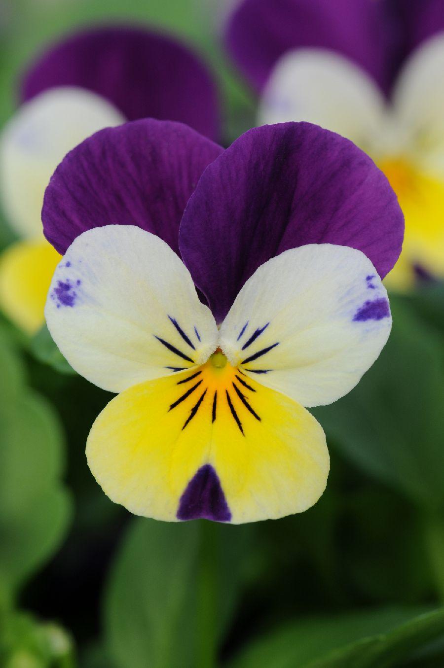 Viola Cornuta 'sorbet Xp Purple' - View 9 from www redcrocus com