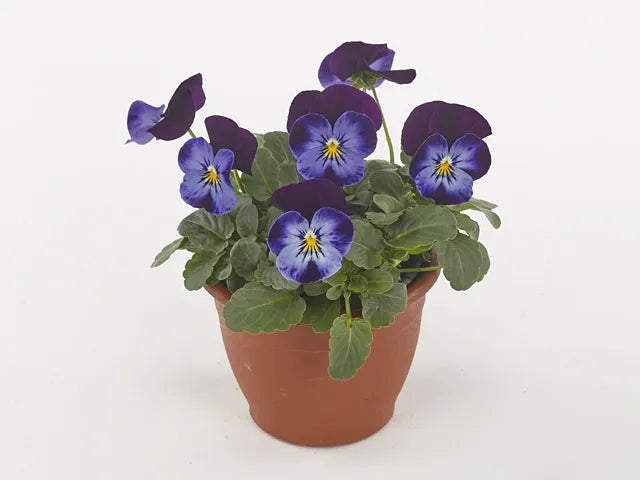 Viola Cornuta 'sorbet Xp True Blue' - View 11 from www redcrocus com