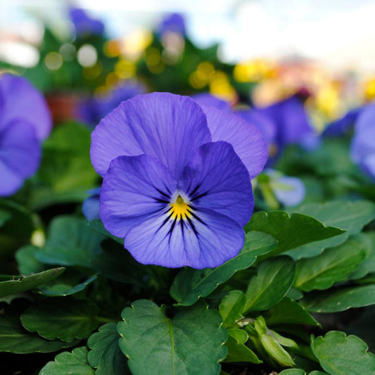 Viola Cornuta 'sorbet Xp True Blue' - View 1 from www redcrocus com
