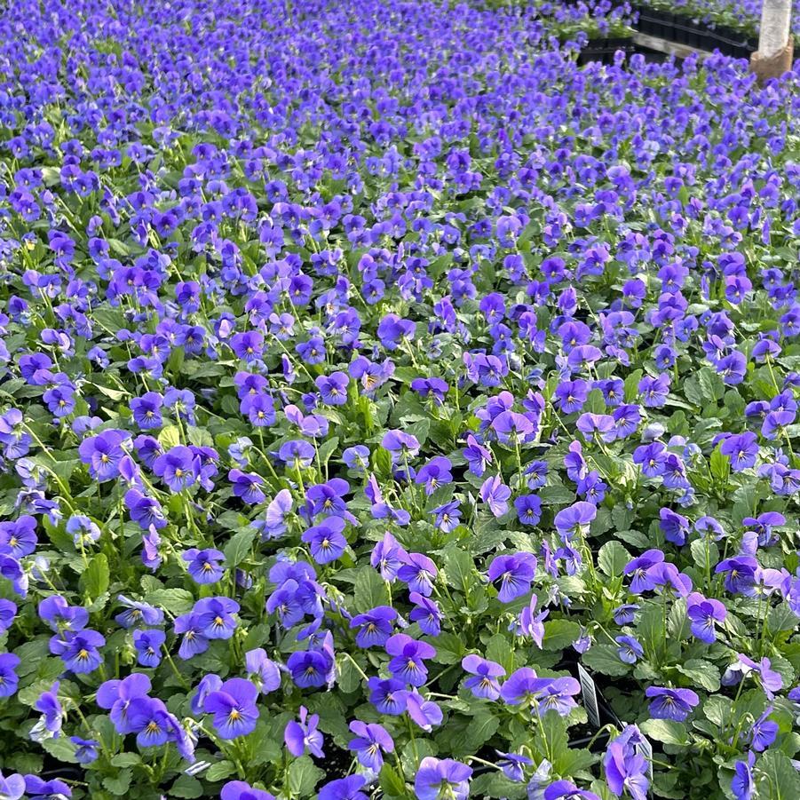Viola Cornuta 'sorbet Xp True Blue' - View 2 from www redcrocus com