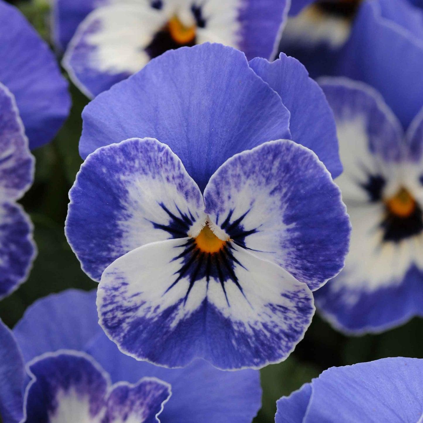 Viola Cornuta 'sorbet Xp True Blue' - View 3 from www redcrocus com