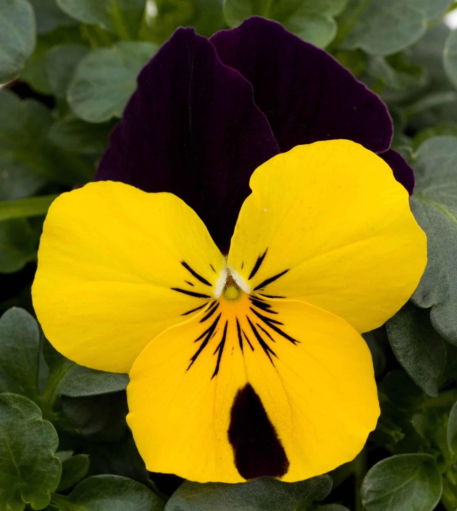Viola Cornuta 'sorbet Xp Yellow' - View 11 from www redcrocus com