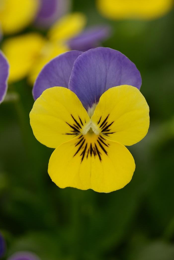 Viola Cornuta 'sorbet Xp Yellow' - View 16 from www redcrocus com