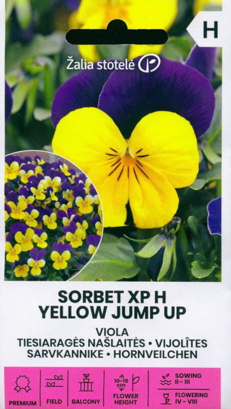 Viola Cornuta 'sorbet Xp Yellow' - View 17 from www redcrocus com