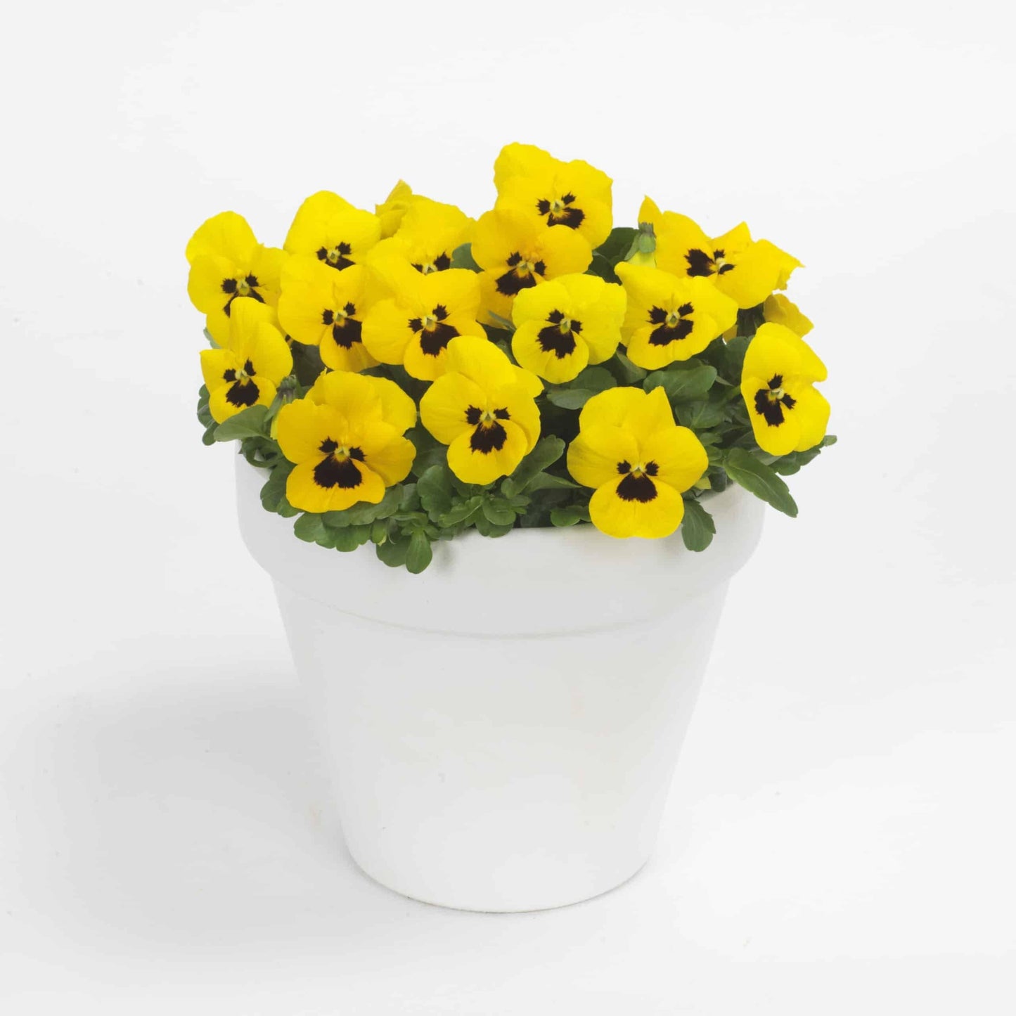 Viola Cornuta 'sorbet Xp Yellow' - View 19 from www redcrocus com