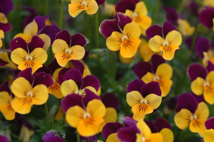 Viola Cornuta 'sorbet Xp Yellow' - View 23 from www redcrocus com
