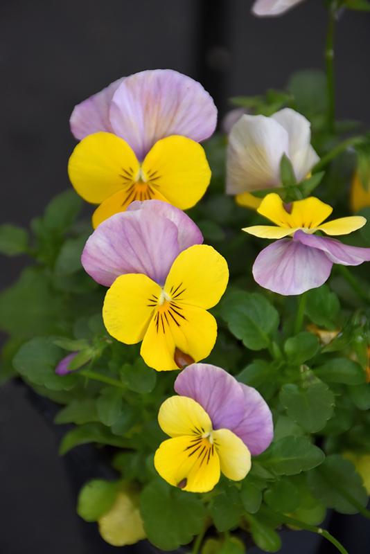 Viola Cornuta 'sorbet Xp Yellow' - View 26 from www redcrocus com