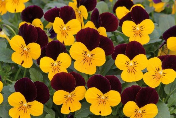 Viola Cornuta 'sorbet Xp Yellow' - View 6 from www redcrocus com