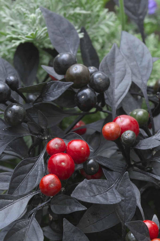 Pepper, Ornamental 'onyx Red' - View 1 from www redcrocus com