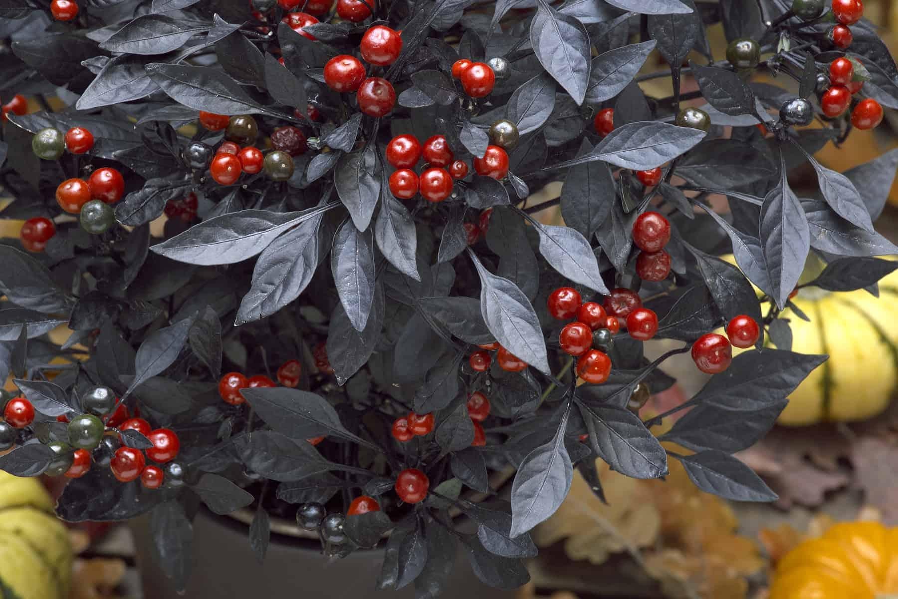 Pepper, Ornamental 'onyx Red' - View 2 from www redcrocus com