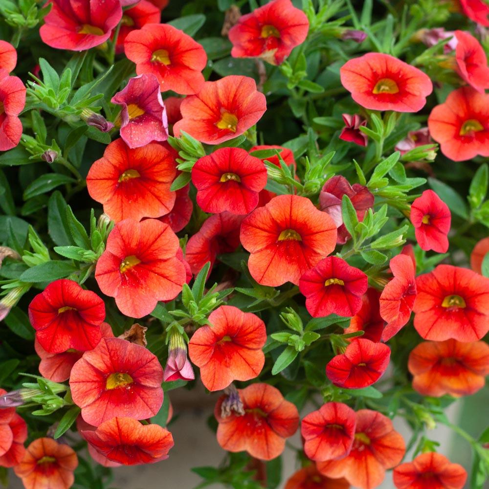 Calibrachoa 'cabaret Diva Orange' - View 9 from www redcrocus com