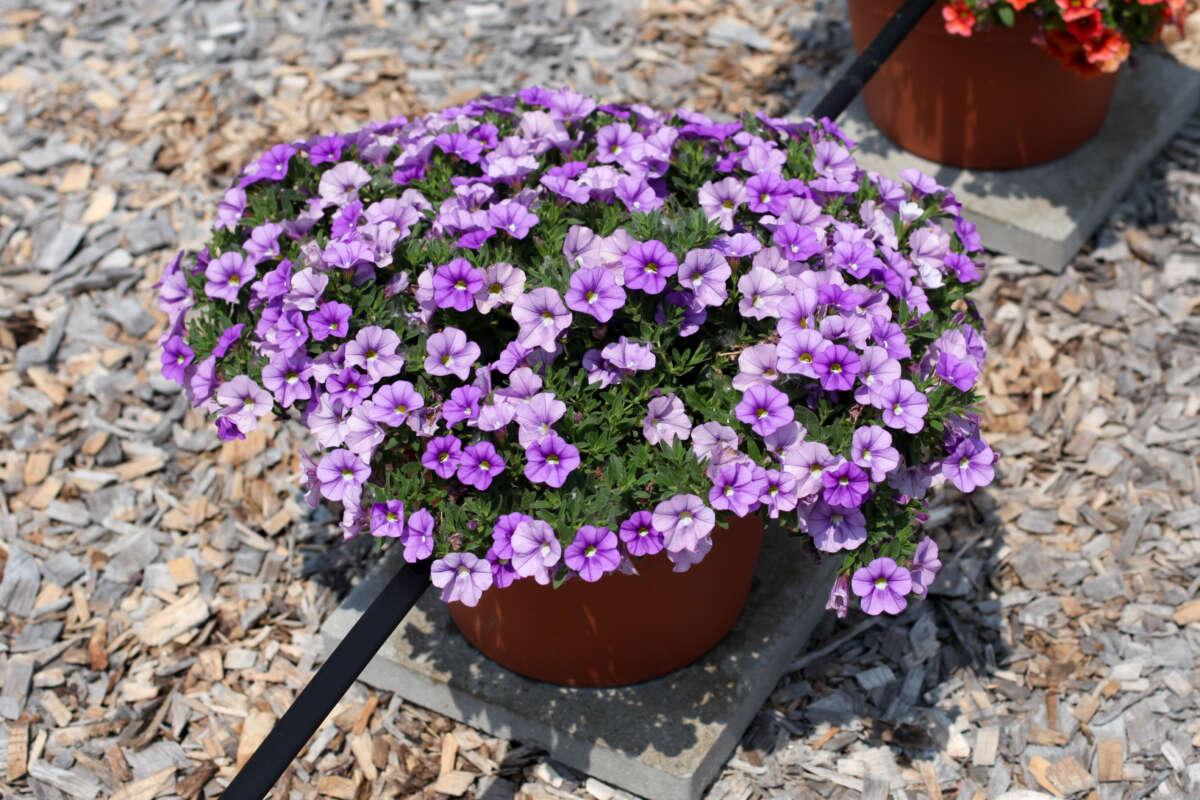 Calibrachoa 'lia Blue' - View 10 from www redcrocus com