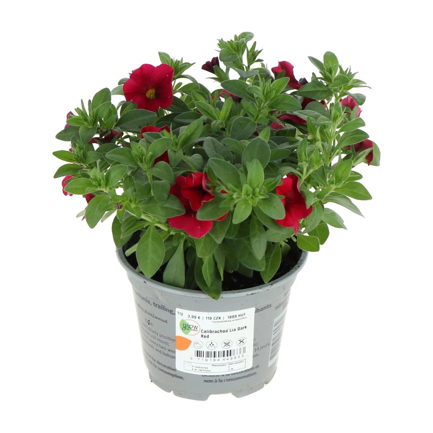 Calibrachoa 'lia Blue' - View 11 from www redcrocus com