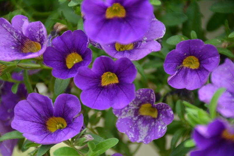 Calibrachoa 'lia Blue' - View 1 from www redcrocus com
