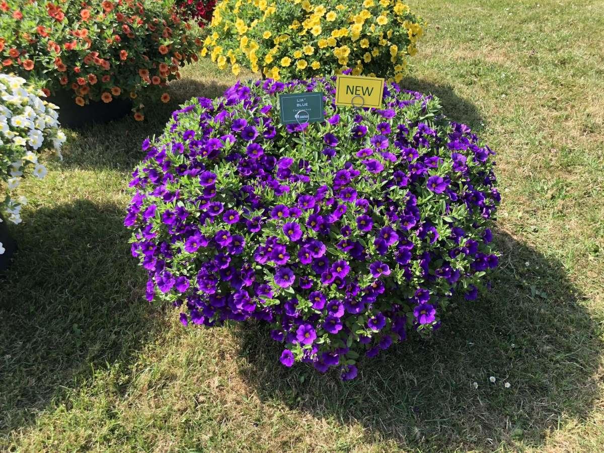 Calibrachoa 'lia Blue' - View 2 from www redcrocus com