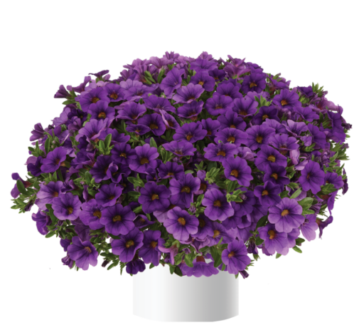 Calibrachoa 'lia Blue' - View 3 from www redcrocus com