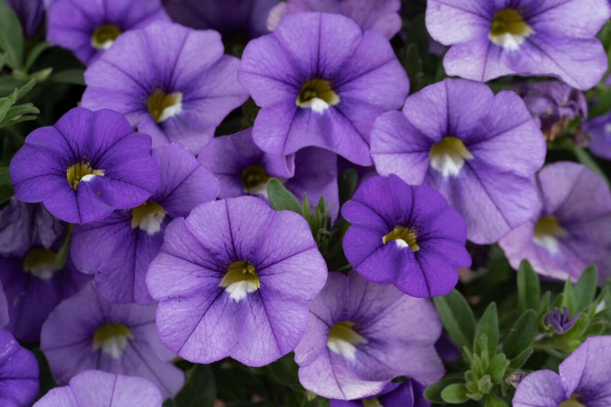 Calibrachoa 'lia Blue' - View 5 from www redcrocus com