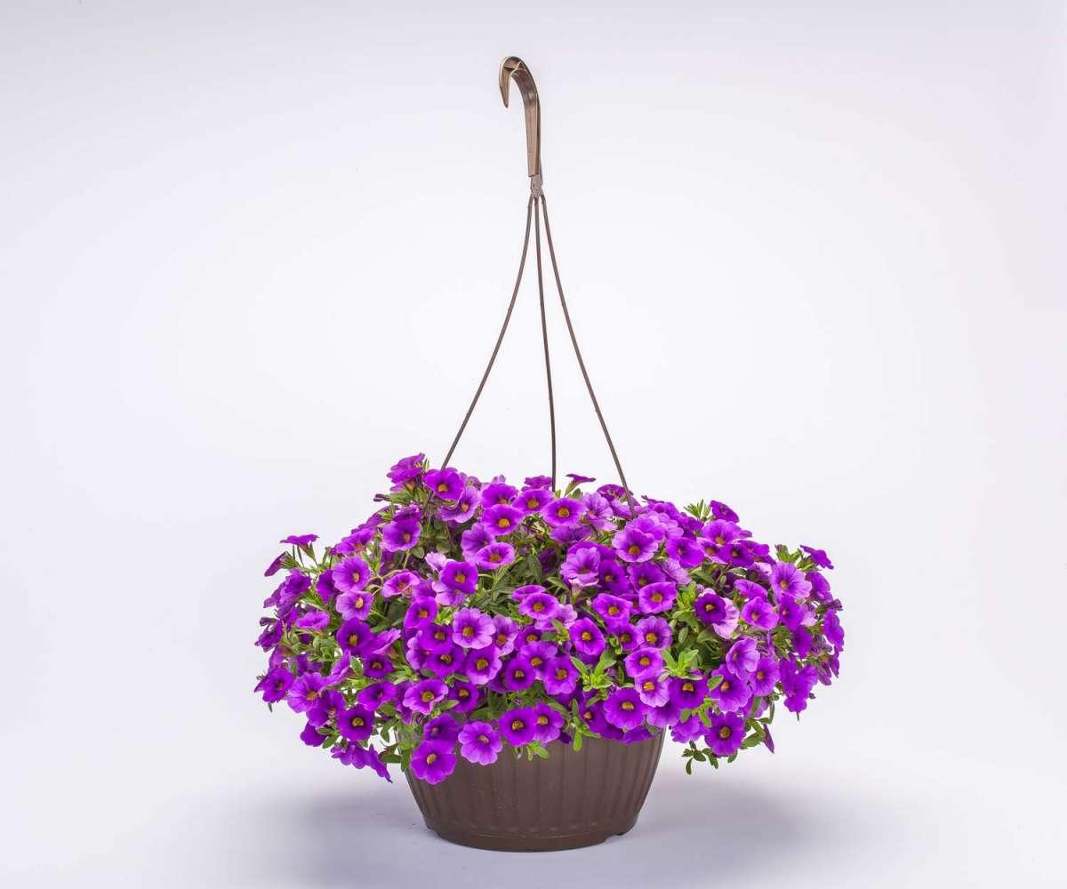 Calibrachoa 'lia Blue' - View 6 from www redcrocus com