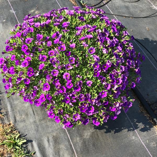 Calibrachoa 'lia Blue' - View 7 from www redcrocus com