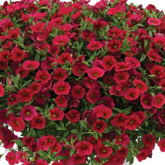 Calibrachoa 'lia Dark Red' - View 1 from www redcrocus com