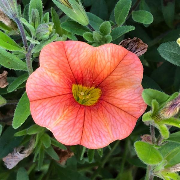 Calibrachoa 'lia Melon' - View 10 from www redcrocus com