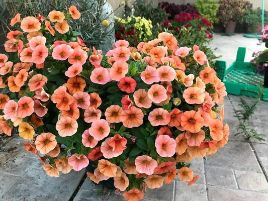 Calibrachoa 'lia Melon' - View 1 from www redcrocus com