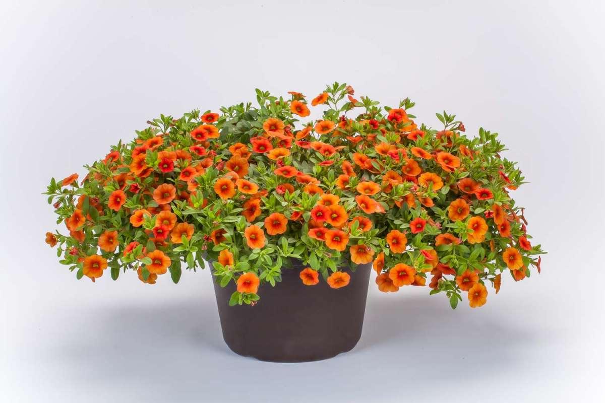 Calibrachoa 'lia Melon' - View 2 from www redcrocus com