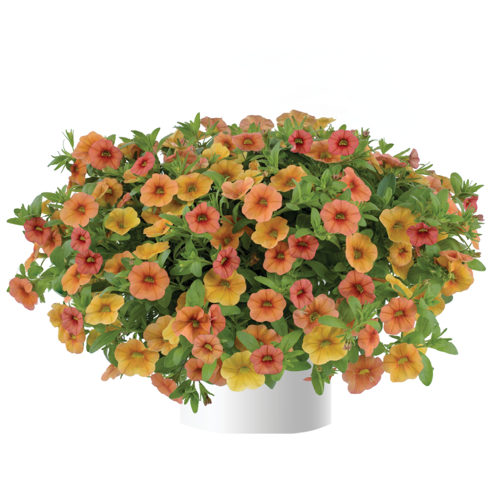 Calibrachoa 'lia Melon' - View 4 from www redcrocus com