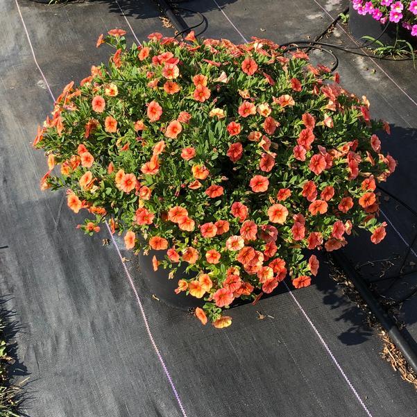 Calibrachoa 'lia Melon' - View 6 from www redcrocus com