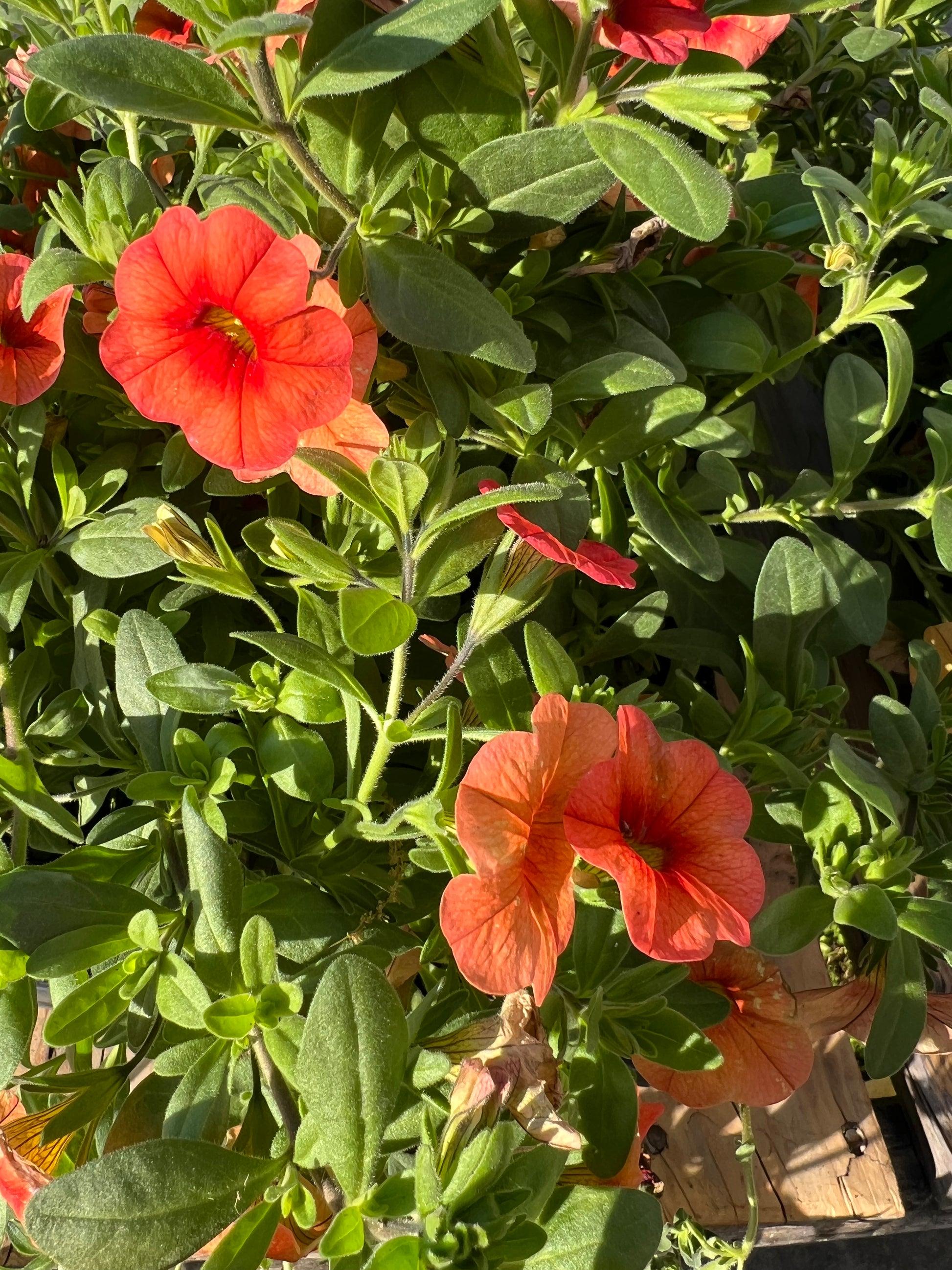 Calibrachoa 'lia Melon' - View 8 from www redcrocus com