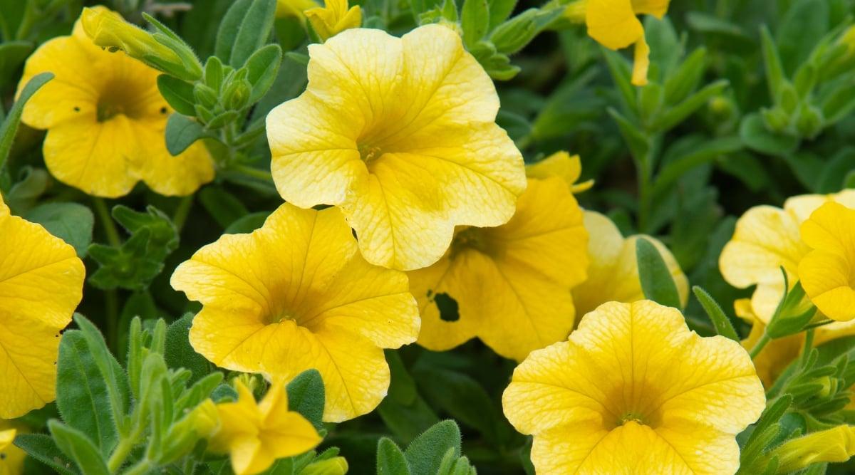 Calibrachoa 'lia Yellow' - View 11 from www redcrocus com