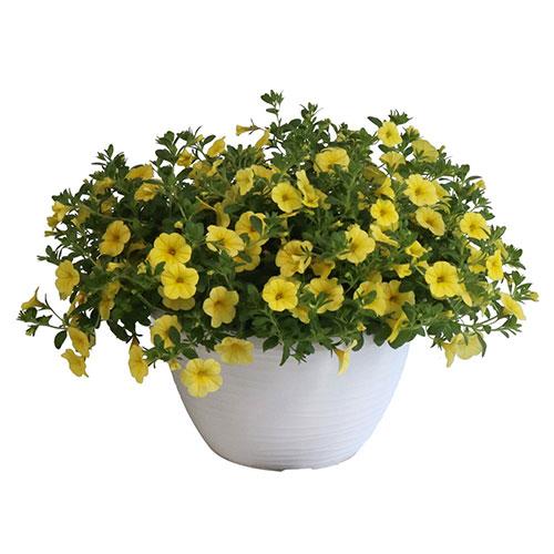 Calibrachoa 'lia Yellow' - View 13 from www redcrocus com