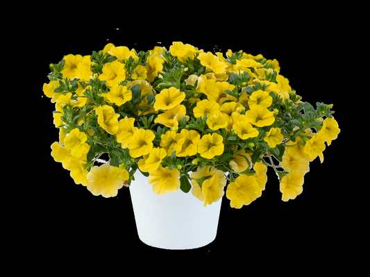 Calibrachoa 'lia Yellow' - View 1 from www redcrocus com