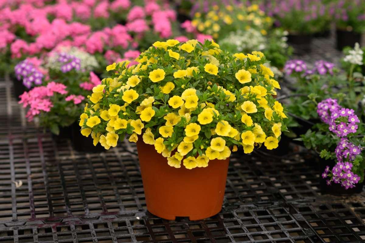 Calibrachoa 'lia Yellow' - View 3 from www redcrocus com