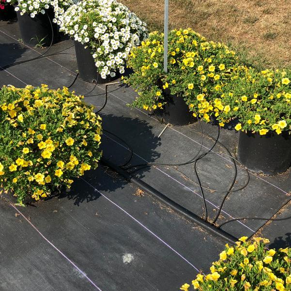 Calibrachoa 'lia Yellow' - View 4 from www redcrocus com