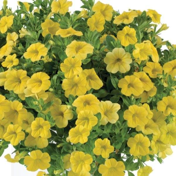 Calibrachoa 'lia Yellow' - View 5 from www redcrocus com