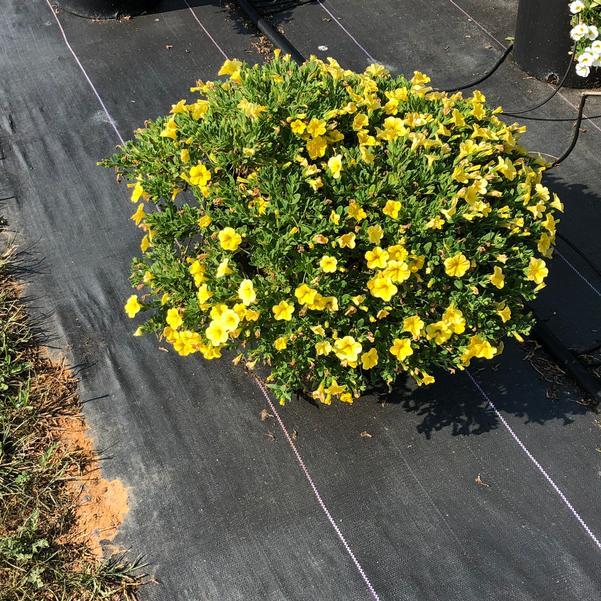 Calibrachoa 'lia Yellow' - View 6 from www redcrocus com