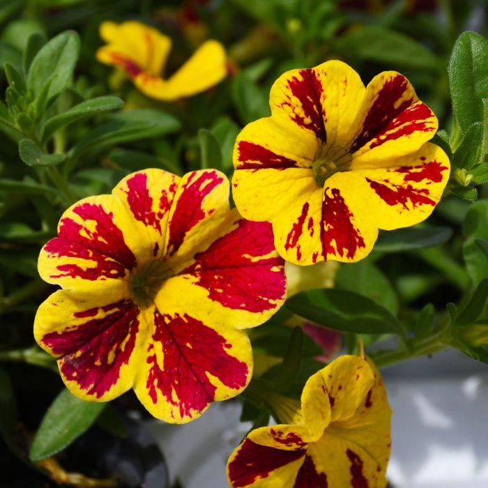 Calibrachoa 'lia Yellow' - View 9 from www redcrocus com