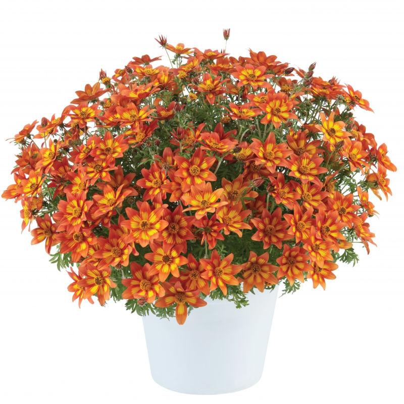 Bidens 'blazing Embers' - View 10 from www redcrocus com